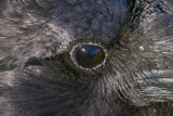 Close up of eye of raven.