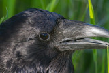 Head shot of raven with beak open.