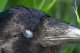 Raven with nictating membrane closed over eye.