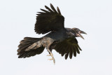 Juvenile raven in flight.