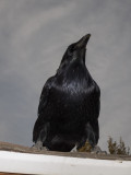 Raven on a roof, looking upwards.