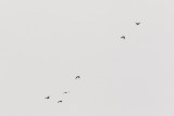 Group of ravens flying over the Moose River 2014 December 5th