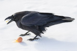 Raven enjoying an egg near railway bridge 2015 March 28th