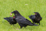 Adult raven with food in front of two juvenile ravens with their mouths open.