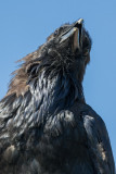 Headshot of raven, probably older juvenile, sitting on vent stack in Moosonee.
