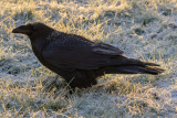 Frosted raven on a snowy lawn 2015 October 17th.