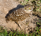 Burrowing Owl