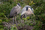 Pair of Great Blue Herons