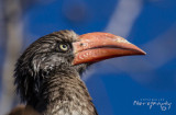 Growned Hornbill 