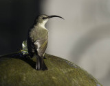 Amethyst Sunbird 