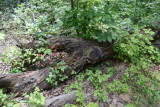 Scenery On Trail Leading In To Pedestal Rocks King's Bluff