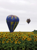 1372 Lorraine Mondial Air Ballons 2013 - IMG_0333 DxO Pbase.jpg