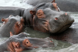 Two weeks in South Africa - On the Santa Lucia river searching hippopotamus