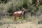 2897 Two weeks in South Africa - IMG_5060 DxO Pbase.jpg