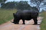 3683 Two weeks in South Africa - IMG_5735_DxO Pbase.jpg