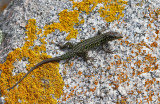 739 Une semaine en Corse du sud - A week in south Corsica -  IMG_8616_DxO Pbase.jpg