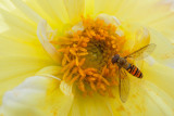 Bee on chrysanthemum