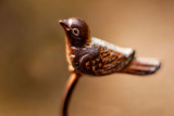 A bird of the gazebo