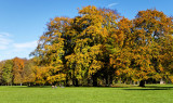 Englischer Garten