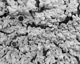 Lichens 4761.jpg