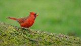 Northern Cardinal 