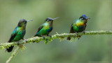 Firey-throated Hummingbirds 