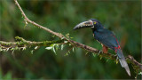 Collared Aracari