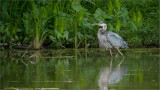 Great Blue Heron   (from about 90 yards)