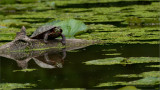 Swamp Turtle
