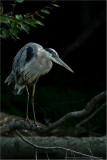 Great Blue Heron   (from about 80 yards)