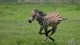 Zebra in Flight 
