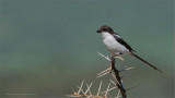 Shrike 