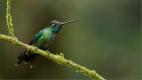 Magnificent Hummingbird