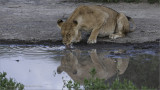 Young lion drinking