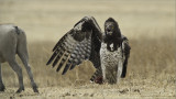 Martial Eagle (Polemaetus bellicosus) in Tanzania 