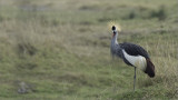 Grey Crowned Crane 