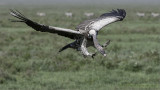 White Backed Vulture in Tanzania 