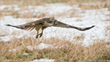 Red-tailed Hawk with Lunch 
