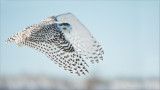 Snowy Owl in Flight