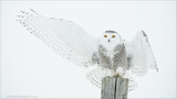  Snowy Owl Landing