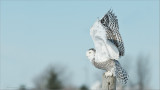 Snowy Owl Lift Off