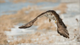 Red-tailed Hawk Hunting 