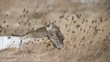 Red-tailed Hawk - Lift Off