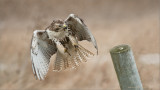 Red-tailed Hawk Landing