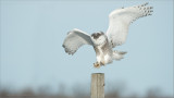 Snowy Owl Landing