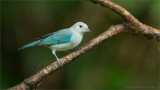 Blue Gray Tanager