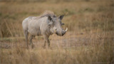 Warthog in Ngorogoro Crater