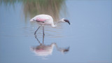 Greater Flamingo 