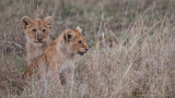 Lion Cubs 