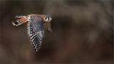 Kestrel in Flight  (captive)